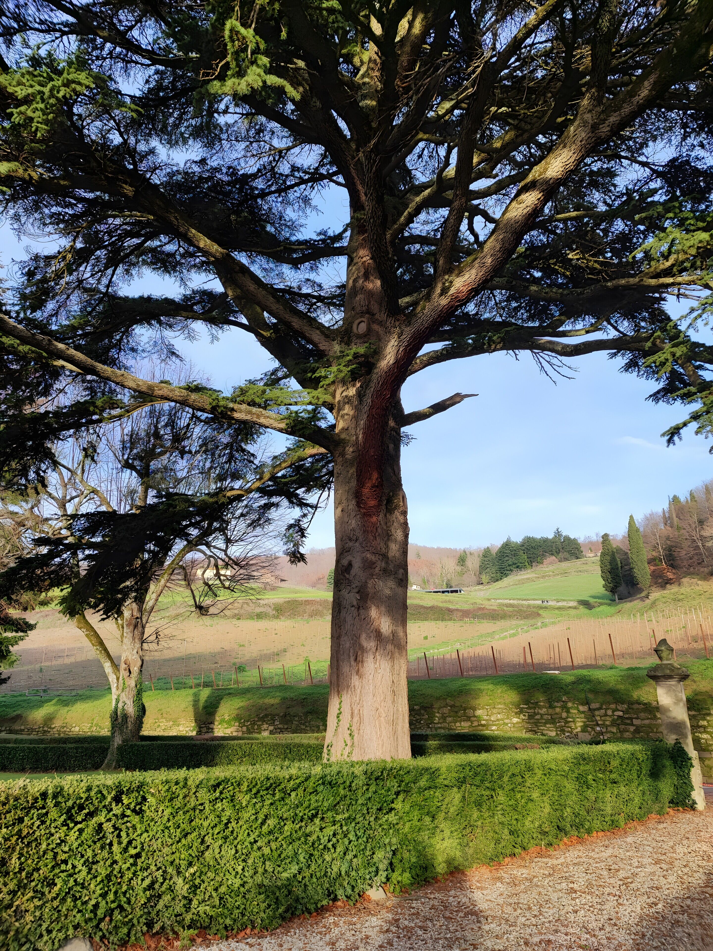 A large tree with a thick trunk and extensive branches, surrounded by a well-maintained hedge and a gravel path.