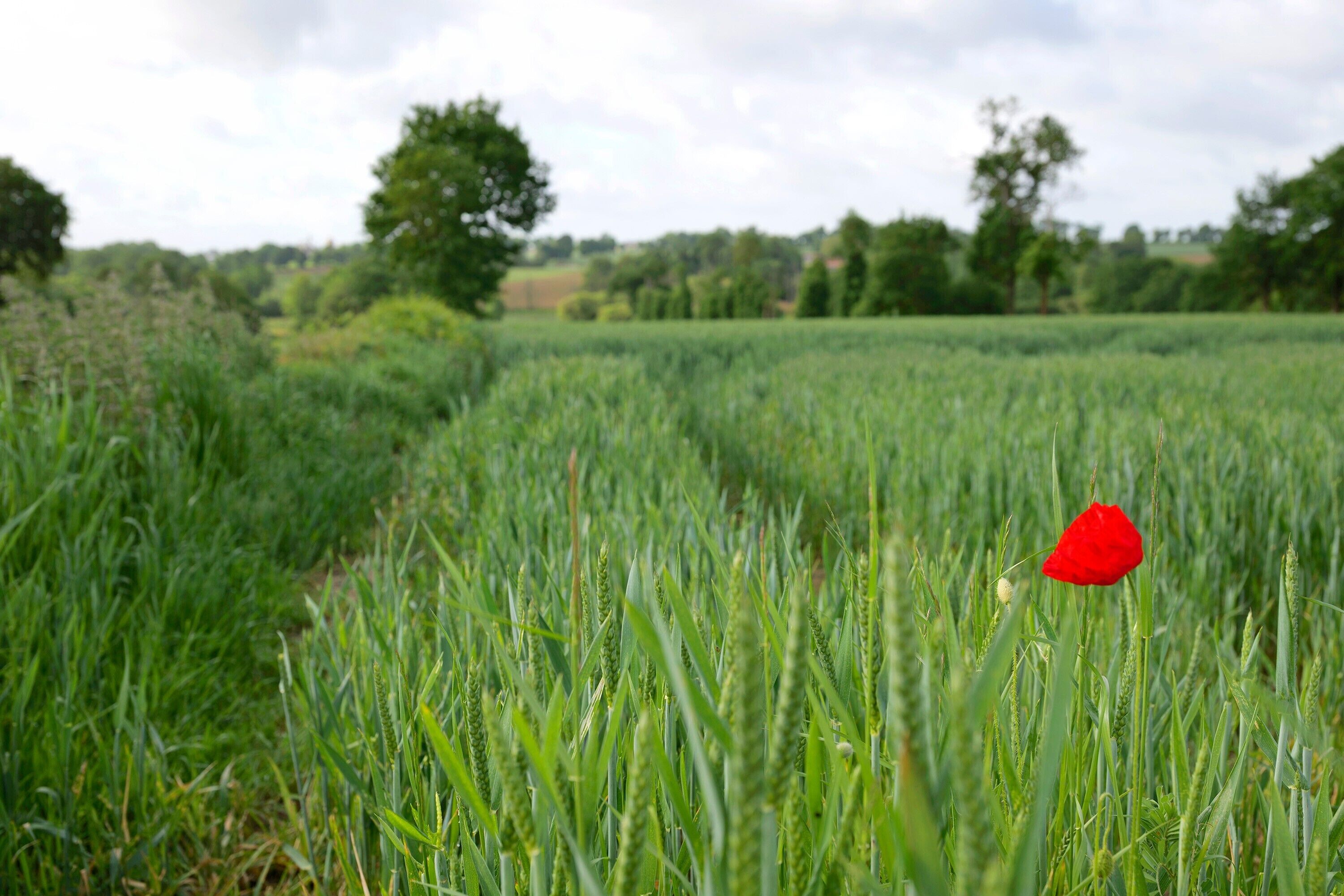 Un champ où une seule fleur rouge se dresse au milieu des cultures verdoyantes.