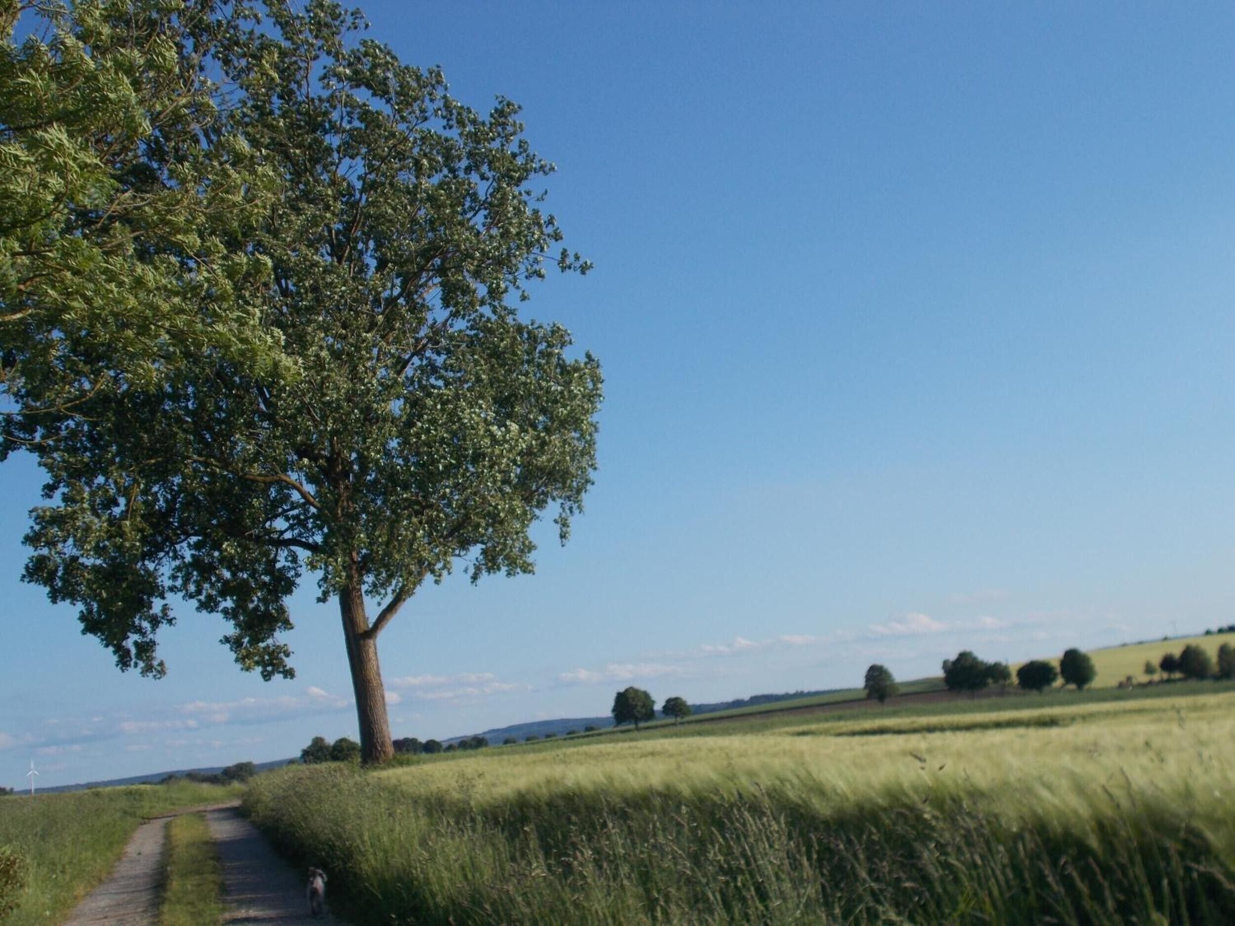 Ett lantligt landskap med en väg som kantas av träd, öppna fält och en klar himmel.