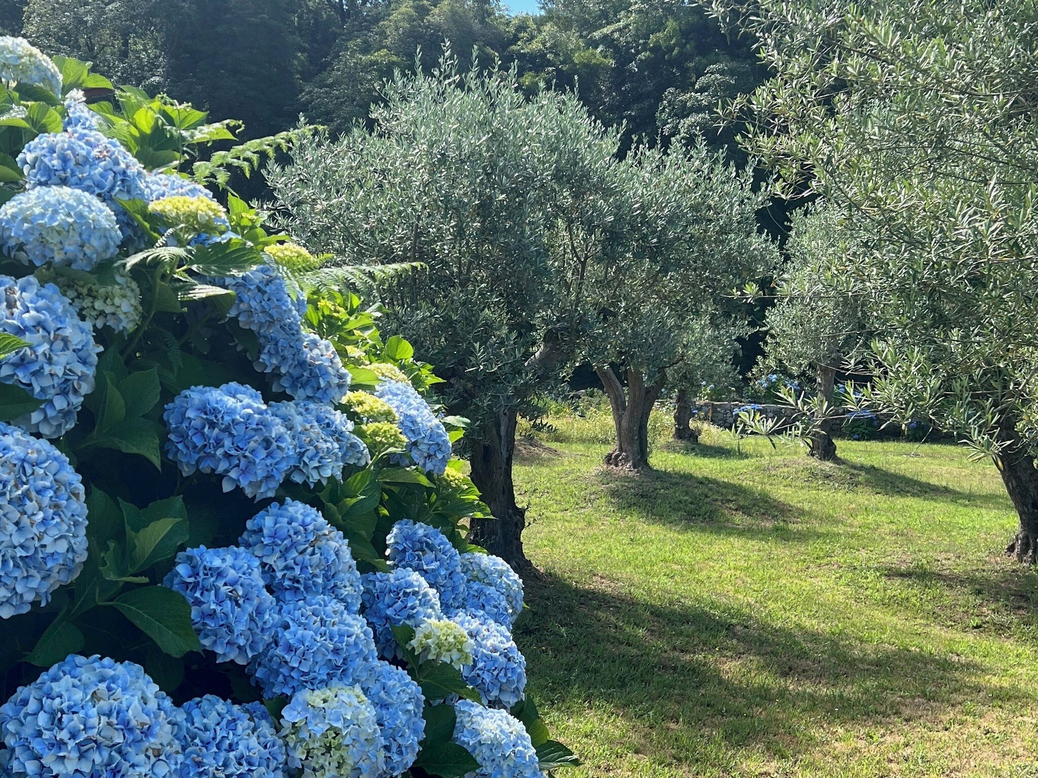 Suite, hageutsikt, hageområde | Hageutsikt