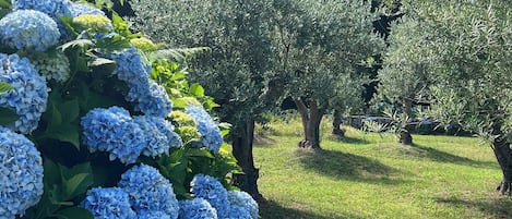 Suite, hageutsikt, hageområde | Hageutsikt