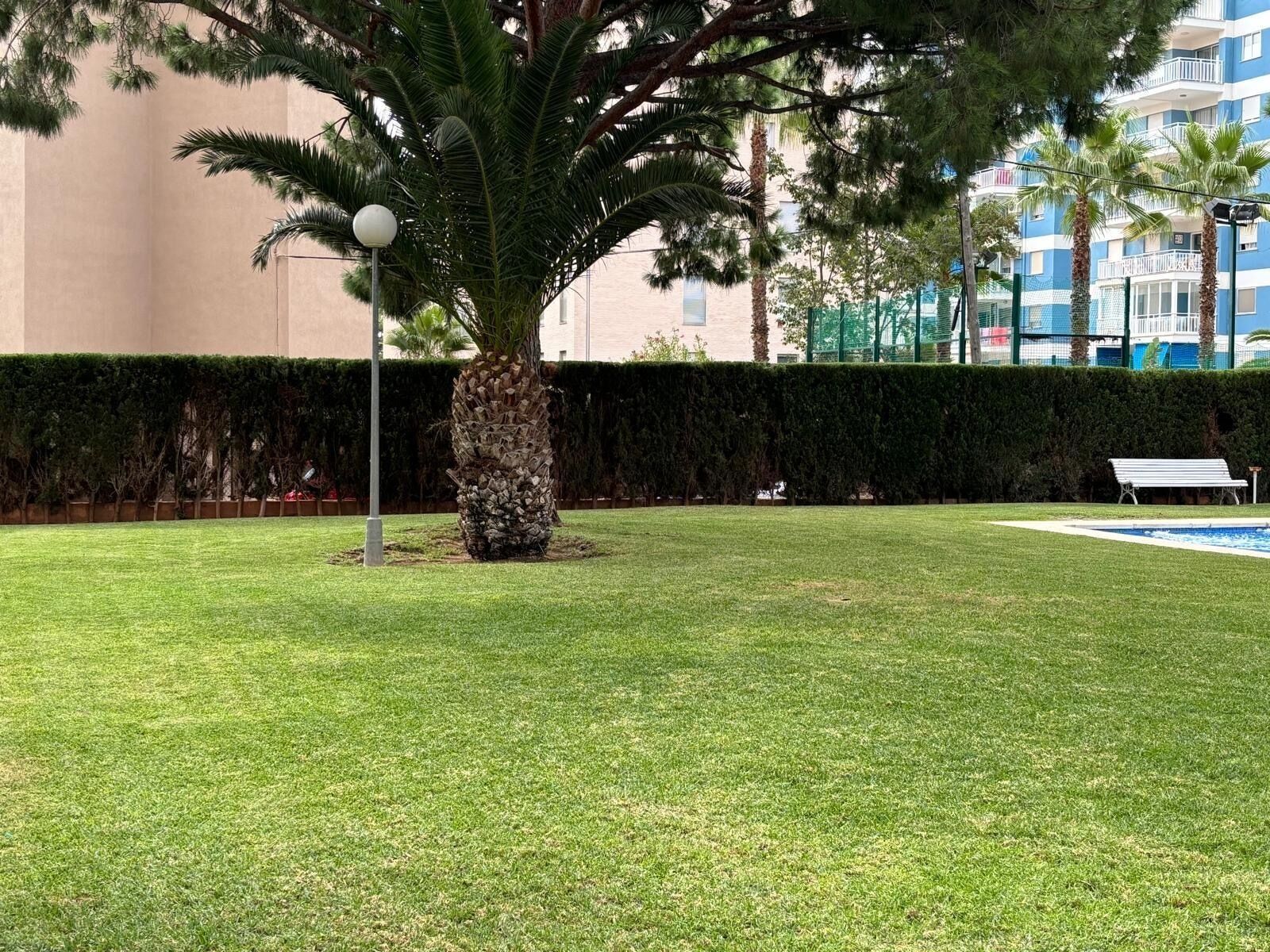 A well-maintained grassy area with a palm tree, a bench, and a pool in the background.
