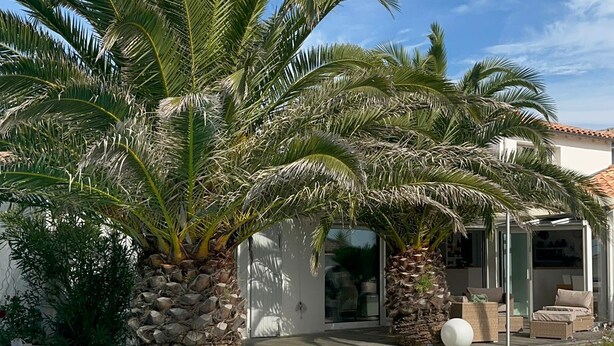 Una piscina con acqua cristallina, circondata da palme e un muro in pietra.