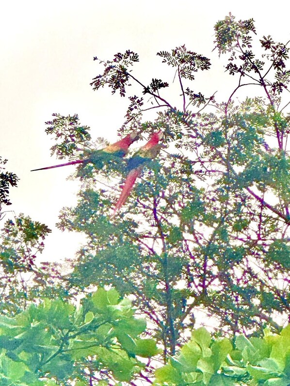 A bird perched on a tree branch. - Villa Republik Beachfront (Parrita)