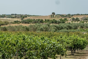 A vineyard with rows of grapevines and a distant view of buildings. - Dimora La Vignazza Agri Resort (Noto)