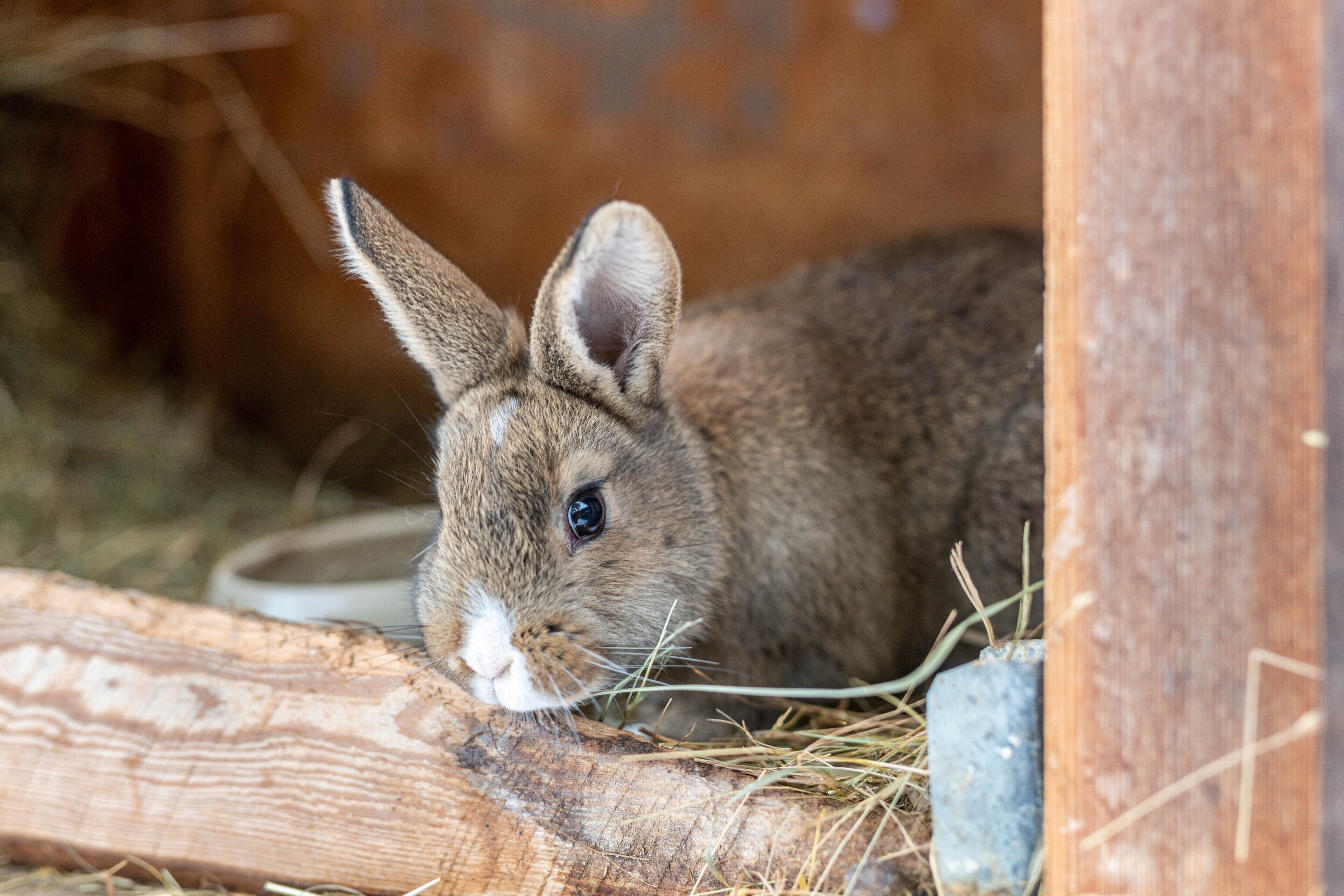 Ein Kaninchen in einem hölzernen Gehege mit Heu und einer Futterstelle.