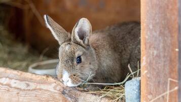 Ein Kaninchen in einem hölzernen Gehege mit Heu und einer Futterstelle.