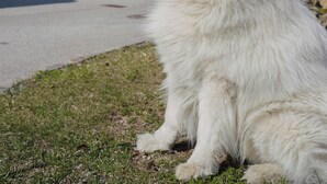 A fluffy white dog sitting on grass with buildings in the background. - Hotel Zur Alten Schule (Pitten)