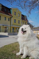 Um cão branco e fofo sentado na relva, com edifícios ao fundo.