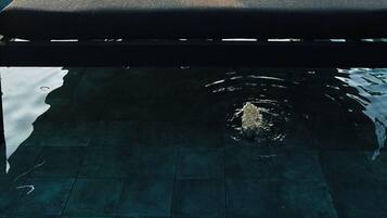 Piscina a l'aire lliure