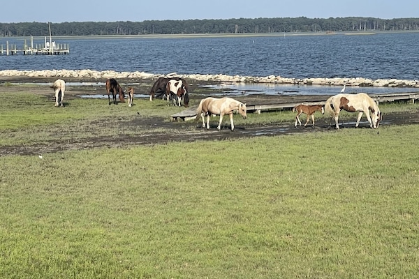 Backyard visitors