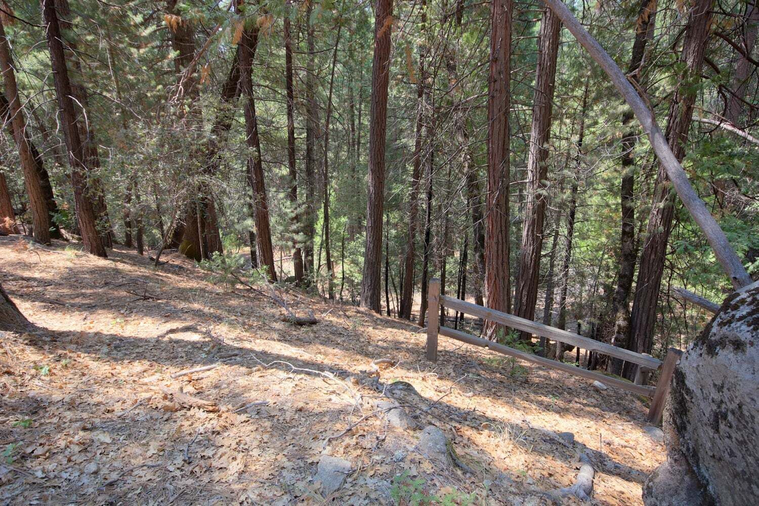 A forested area with a dirt path and a wooden fence.