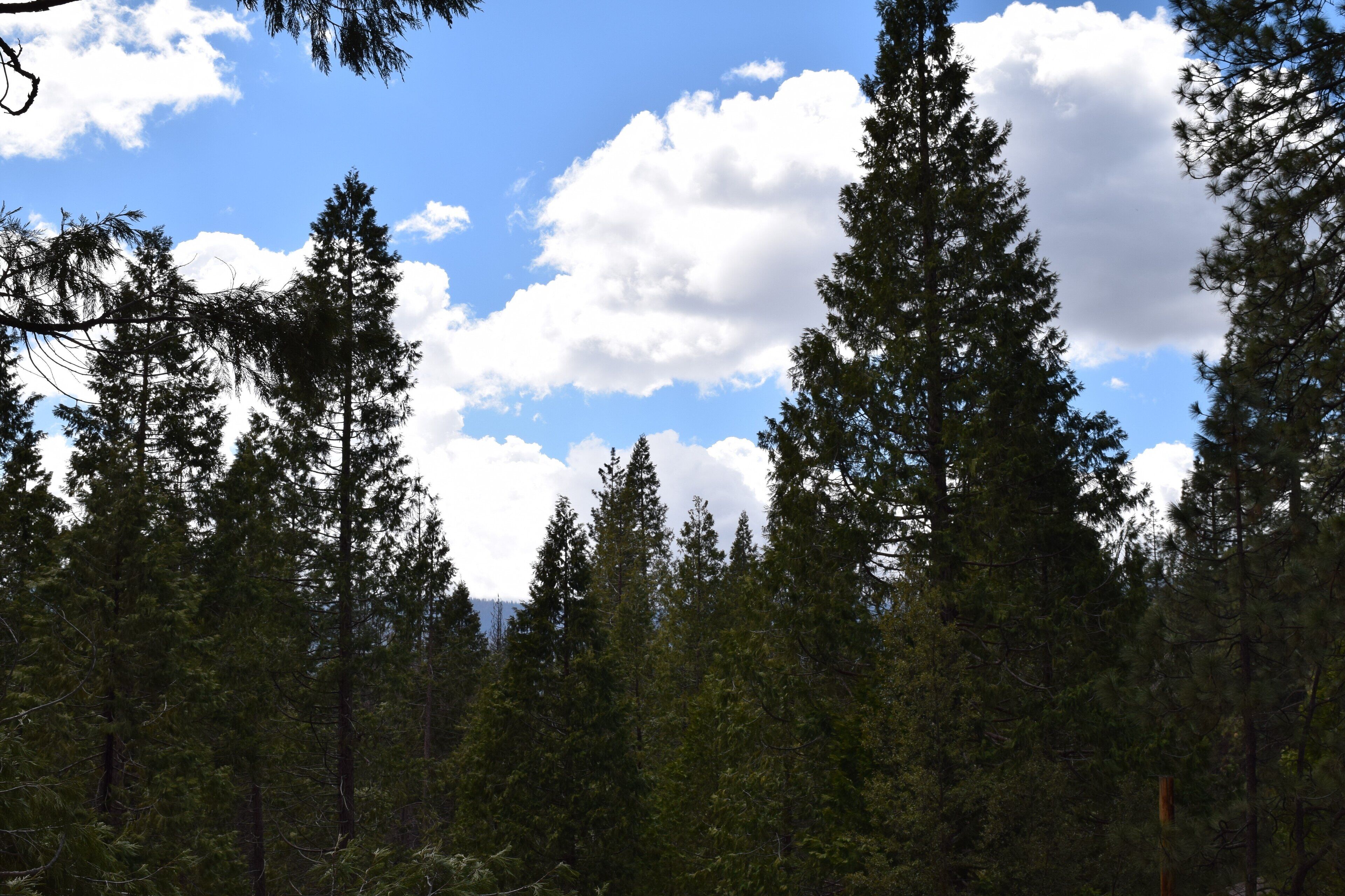 A dense forest with tall evergreen trees and a clear blue sky with clouds.