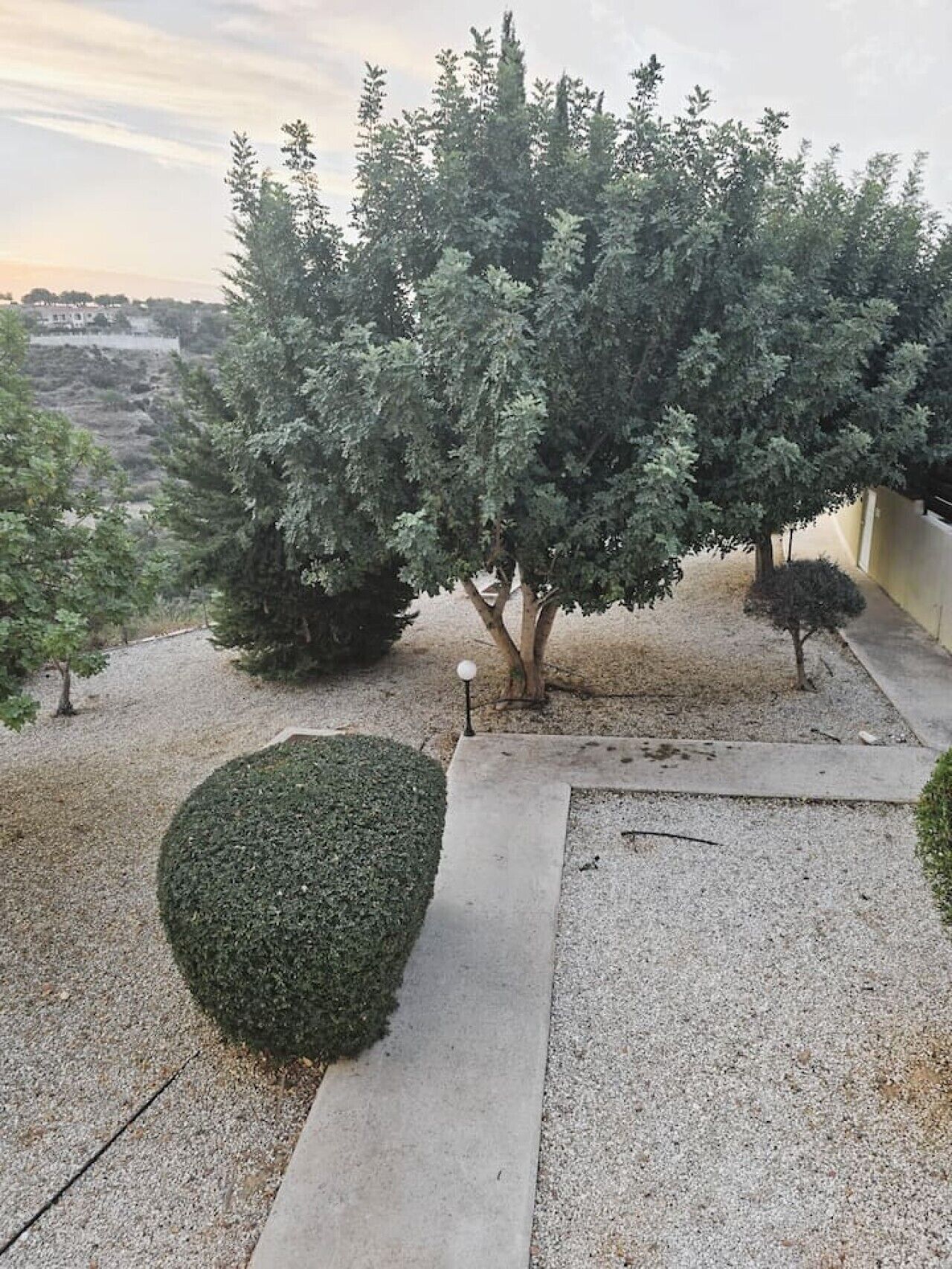 A landscaped garden with a large tree, a trimmed bush, and a paved walkway.