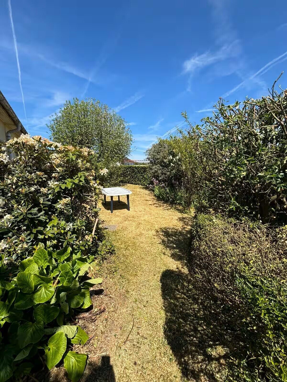A garden pathway leading to a bench, surrounded by dense foliage and a clear blue sky.