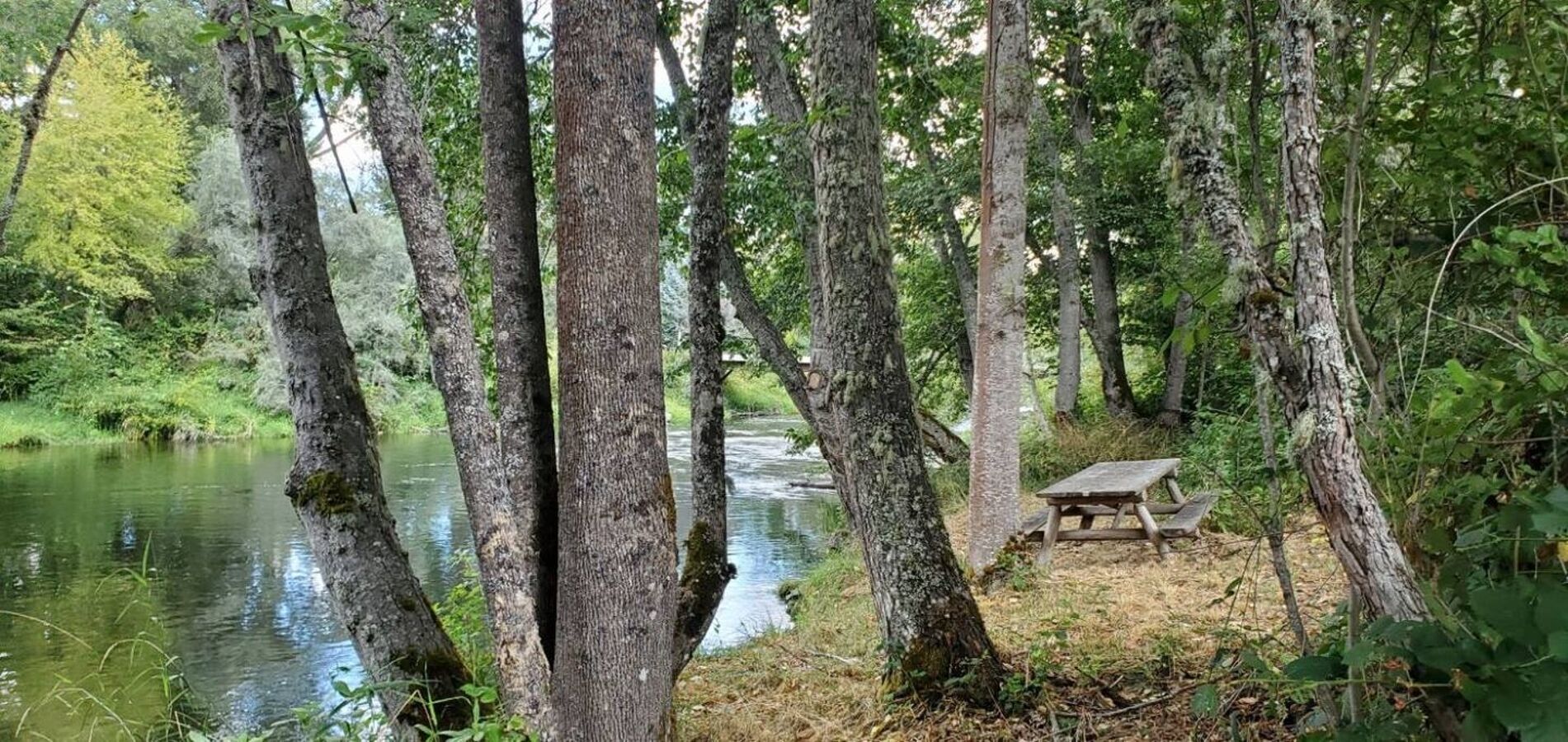 A serene forest scene with a river and a picnic table.