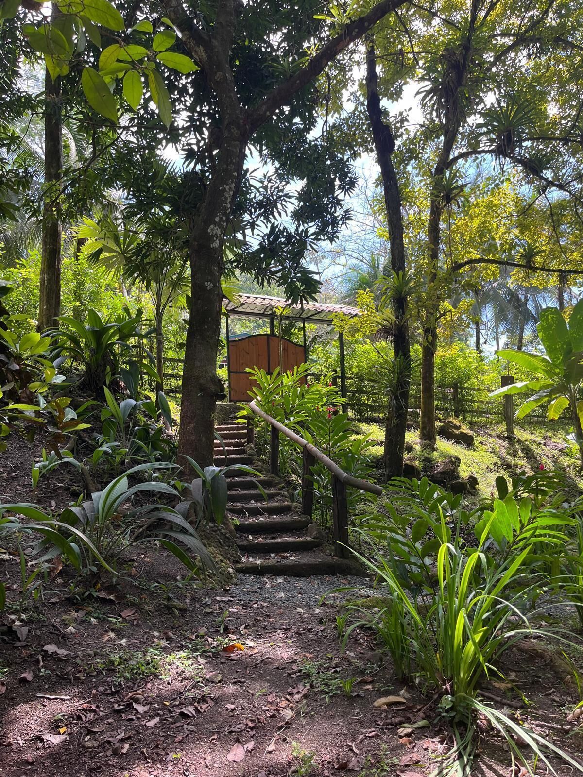 Un escalier en bois mène à une structure également en bois, qui est elle-même entourée d’une végétation luxuriante.