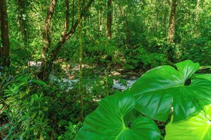 Property grounds - Peaceful Jungle Cabin at Ginger Retreat with River Sounds & Fast Internet (Quepos)