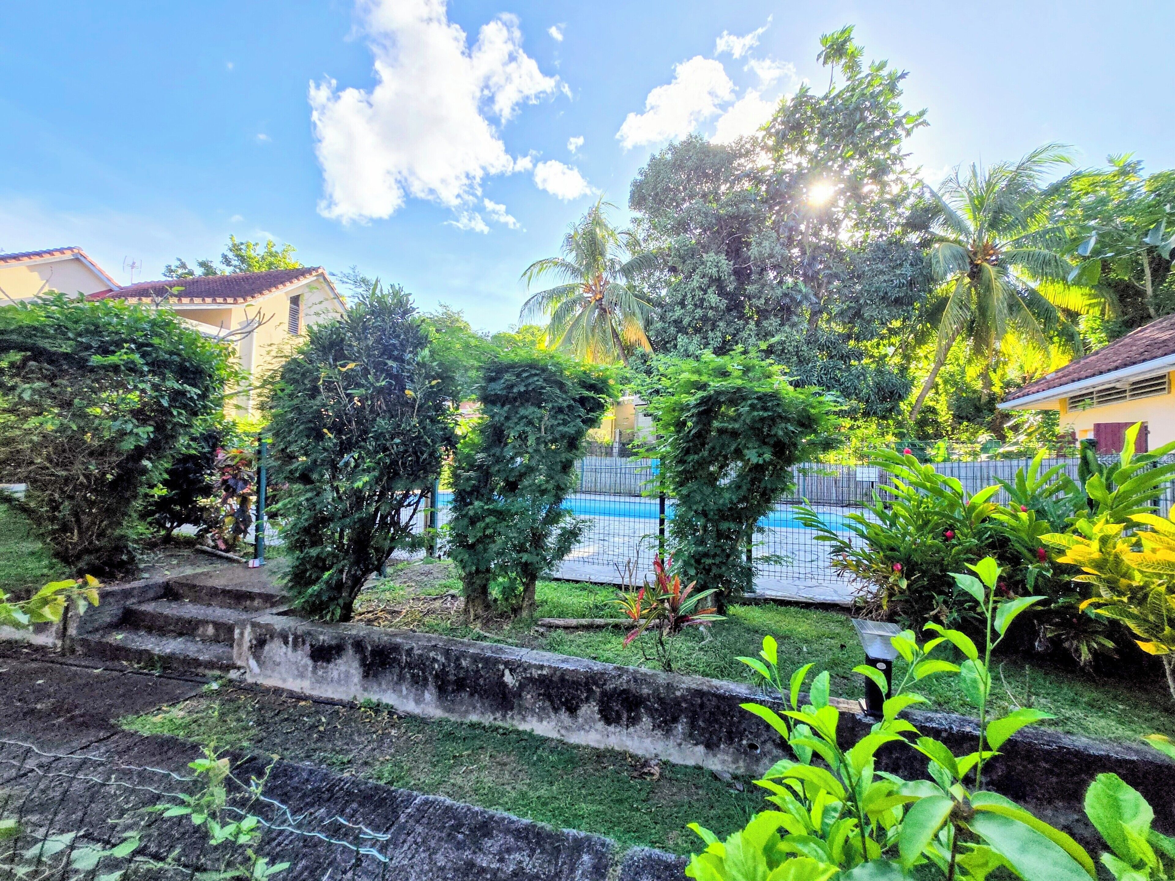 A garden with various plants and a swimming pool.