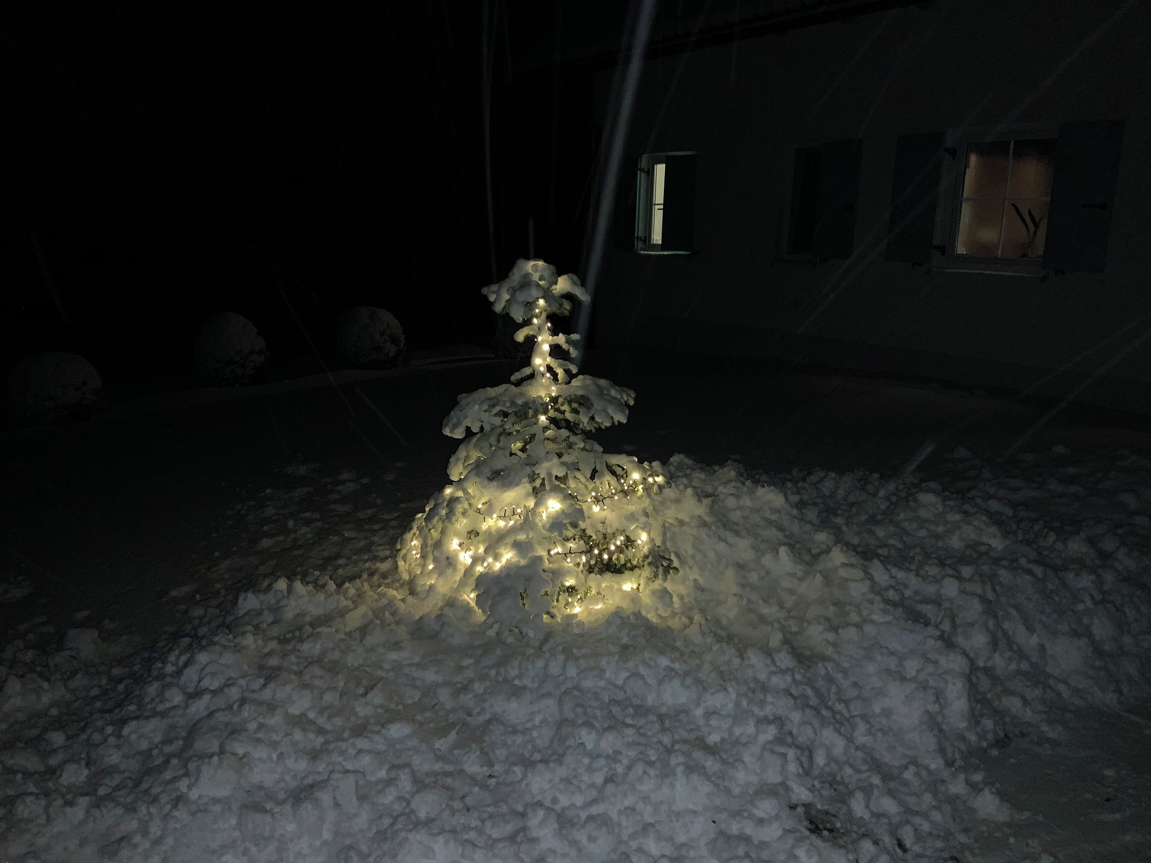 A snow-covered tree illuminated by lights.