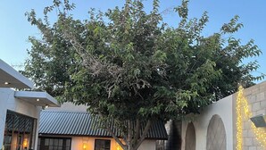 A modern building with a large tree in the center, surrounded by a well-maintained garden with flower beds and a paved walkway. - Beautiful, New,Clean,Luxurious Guest House in Great, safe location near consulate (Juárez)