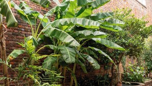 Una pared de ladrillo con grandes plantas de plátano verde y una mesa metálica con sillas en un patio.