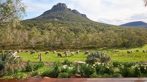 A scenic landscape with a mountain in the background, a grassy field with sheep grazing, and a wooden deck in the foreground. - Secluded Grampians Cottage with Mountain Views & Wildlife (Dunkeld)
