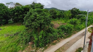Un sendero de concreto al lado de una zona verde y exuberante con vegetación densa y una farola metálica.