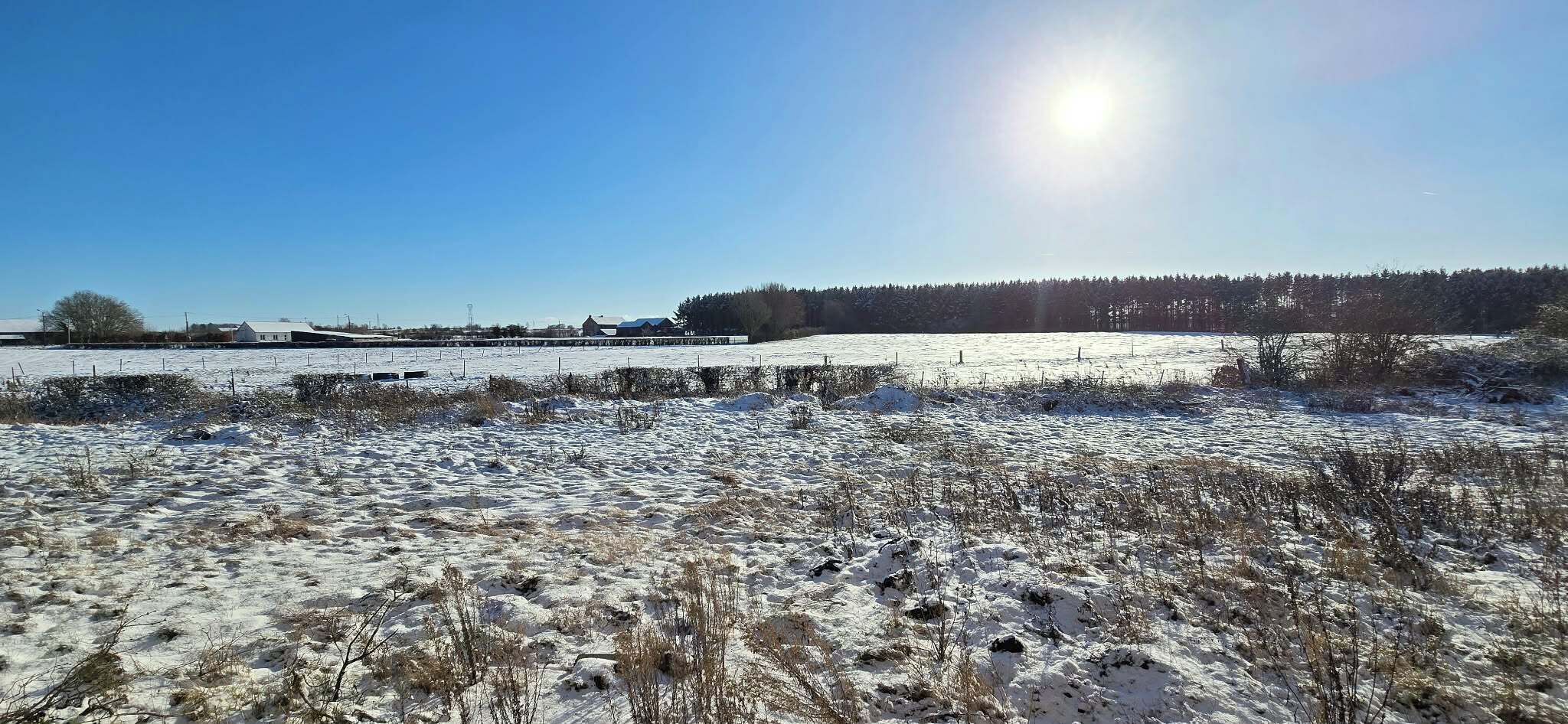 Ett snötäckt fält med en klar himmel och träd i fjärran.