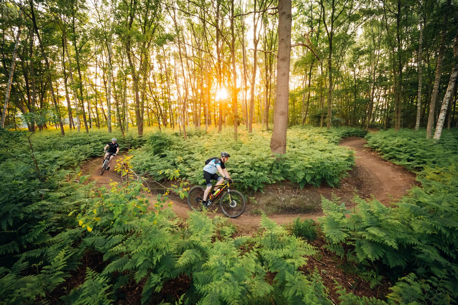 Dos ciclistas en un sendero de tierra rodeado de helechos y árboles frondosos en un bosque.