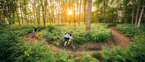 Dos ciclistas en un sendero de tierra rodeado de helechos y árboles frondosos en un bosque.