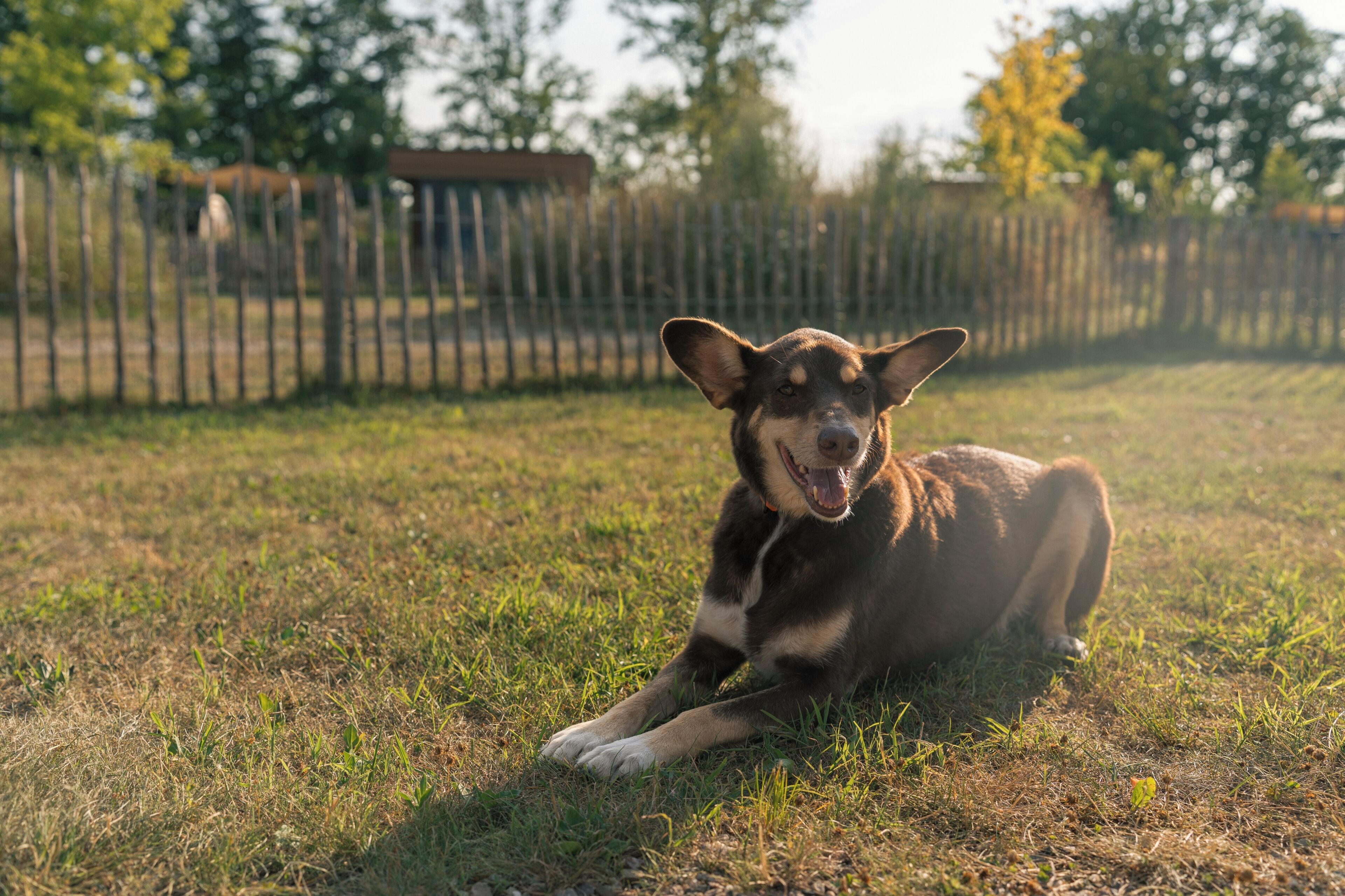 A dog lying on grass with a fence and trees in the background.
