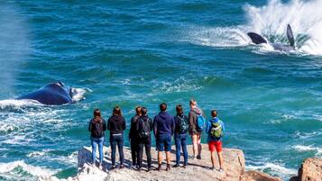 A group of people observing whales in the ocean from a rocky outcrop.