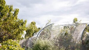 A greenhouse with transparent walls, surrounded by various plants and trees.
