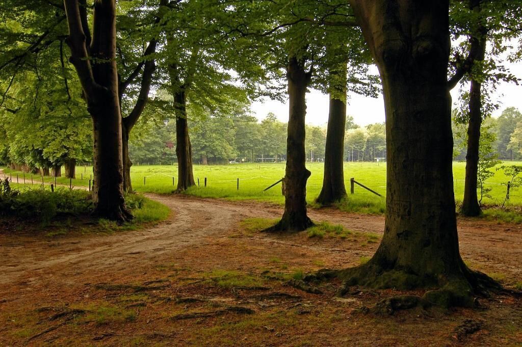A dirt path leading through a wooded area with trees and a fenced field in the background.
