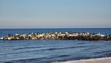 Perto da praia