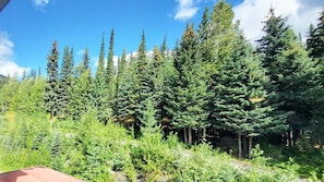 A dense forest with tall evergreen trees and a clear blue sky. - Cahilty #345 Hotel Room (Sun Peaks)