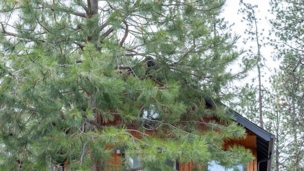 Una cabaña de dos pisos con una terraza de madera y un gran árbol en primer plano.