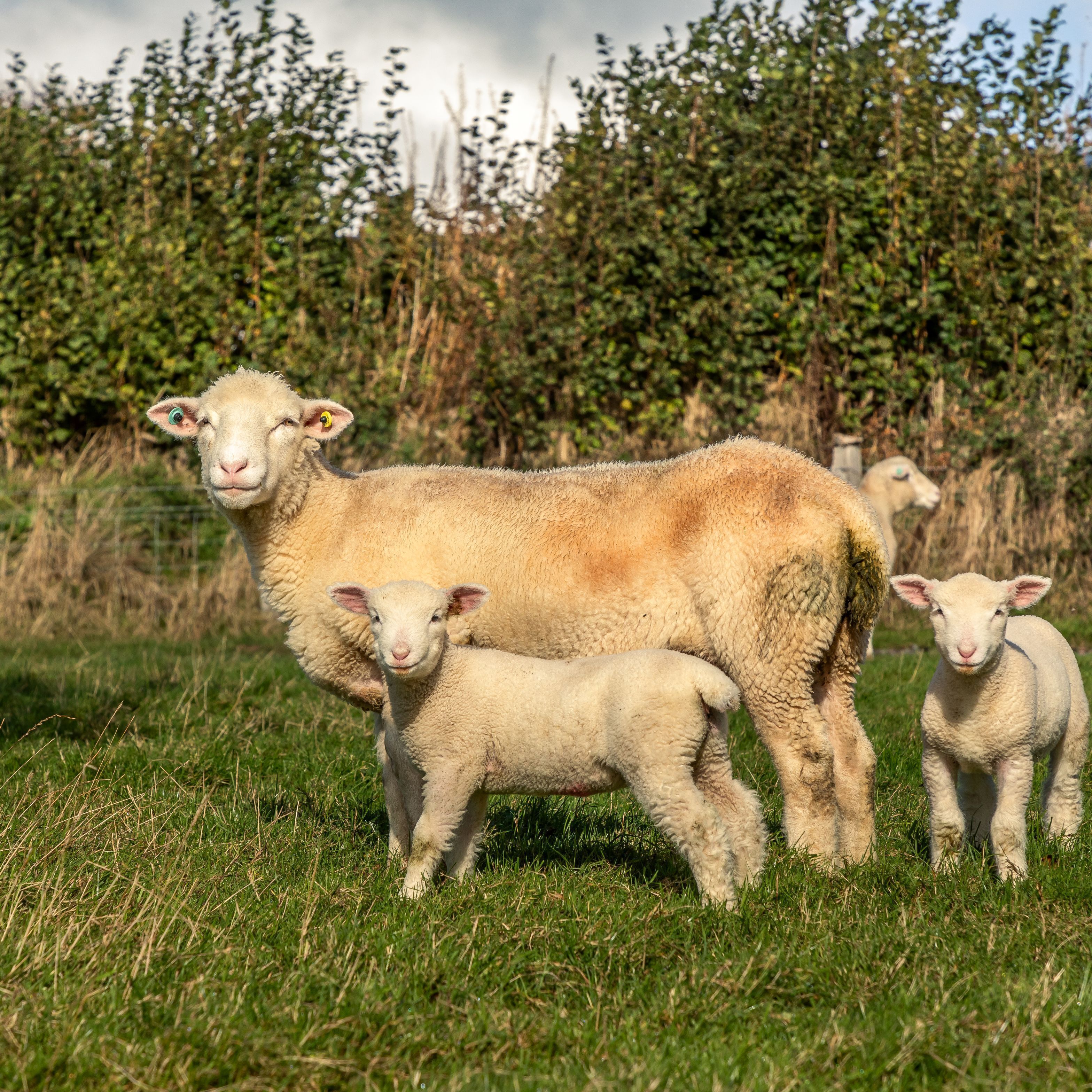 Eine Wiese mit einem Schaf und seinen Lämmern.