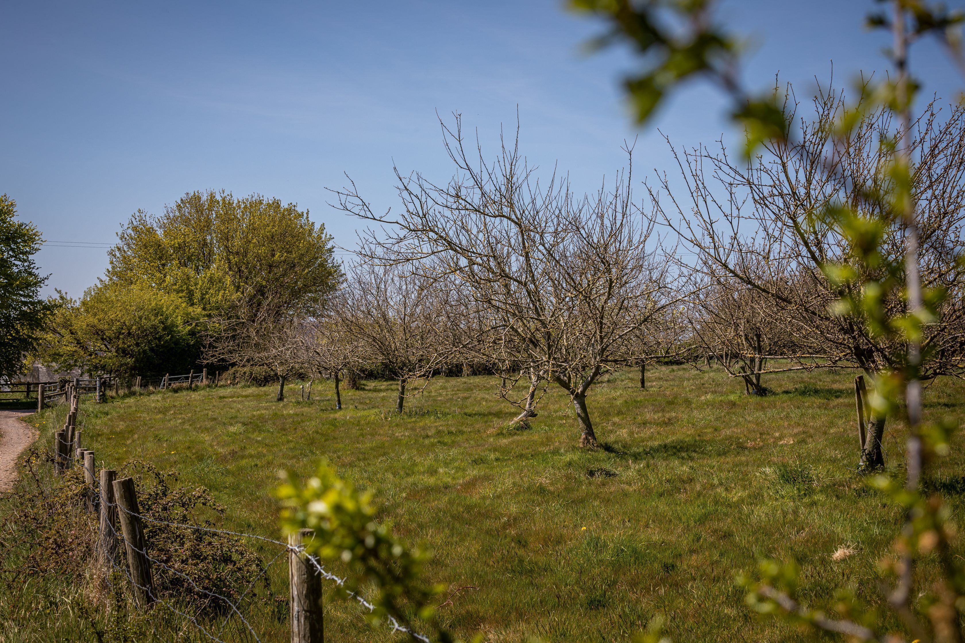 A rural landscape with a dirt path, wooden fence, and trees.