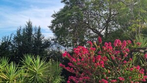 Un jardín con diversas plantas y un árbol grande.