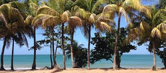SOUS LES COCOTIERS STUDIO 1 CLIMATISE