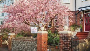 A cherry blossom tree in front of a building with a sign that reads "the Cherry Tree Guest House." - The Cherry Tree B&B Hotel (Eastbourne)
