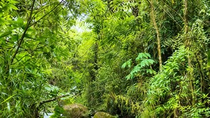 A natural stream flowing over rocks in a forested area.