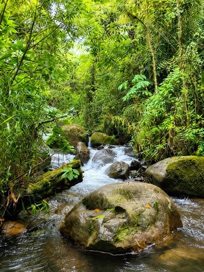 A natural stream flowing over rocks in a forested area. - Casa Colibri Chirripo (Rivas)