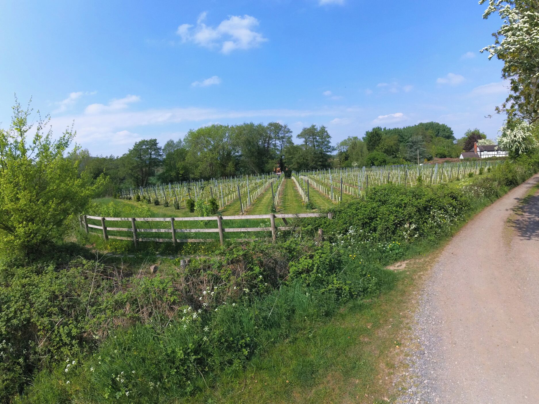 En vingård med rækker af vinranker, en støvet sti og et træhegn.