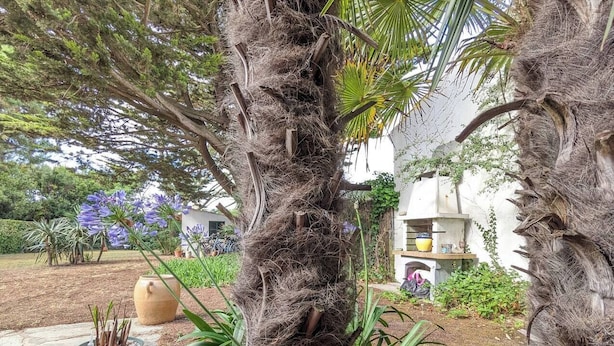 A garden with a large tree trunk, a blue pot, and a white building with a yellow pot on the porch. - 2-star house - Jardin Clos - Beach, forest and shops on foot (Saint-Hilaire-de-Riez)