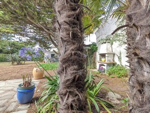 Een tuin met een grote boomstam, een blauwe pot en een wit gebouw met een gele pot op de veranda.