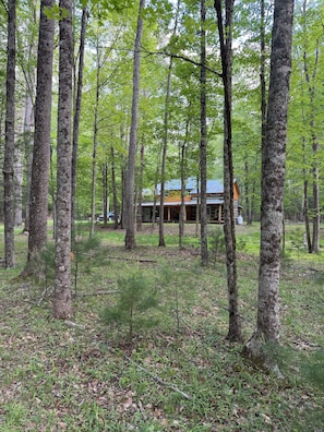 Une cabane entourée de grands arbres, au cœur d’une forêt.