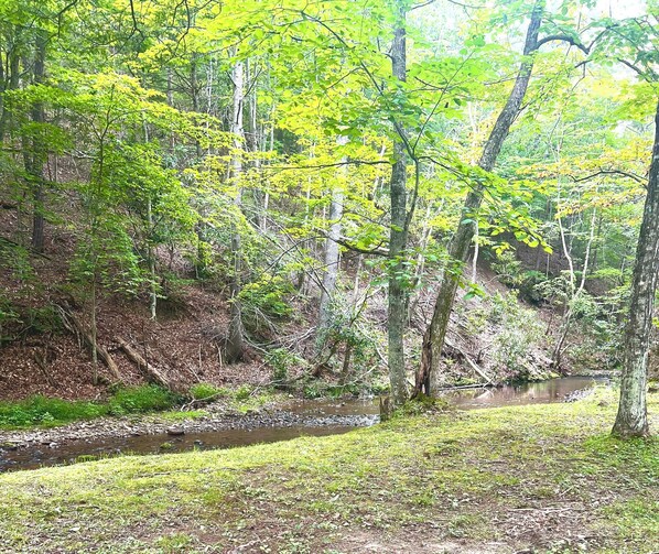 A forested area with a stream, trees, and a grassy foreground.